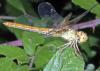 Sympetrum meridionale